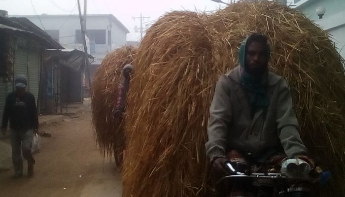 নওগাঁয় গো-খাদ্যের তীব্র সংকট