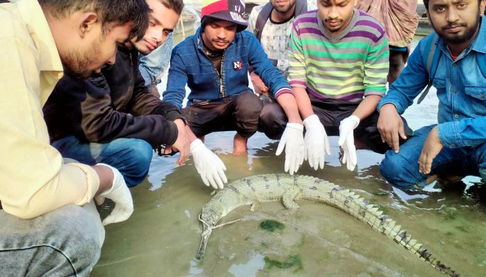 জেলের জালে ধরা পড়লো ঘড়িয়াল
