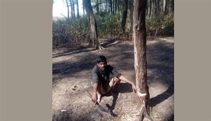 মেরিন ড্রাইভ সড়ক সংলগ্ন ঝাউবাগান কেটে উজাড়