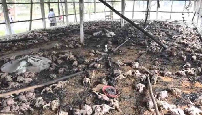 মানুষের শত্রুতার আগুনে প্রাণ গেলো ১৫০০ মুরগির