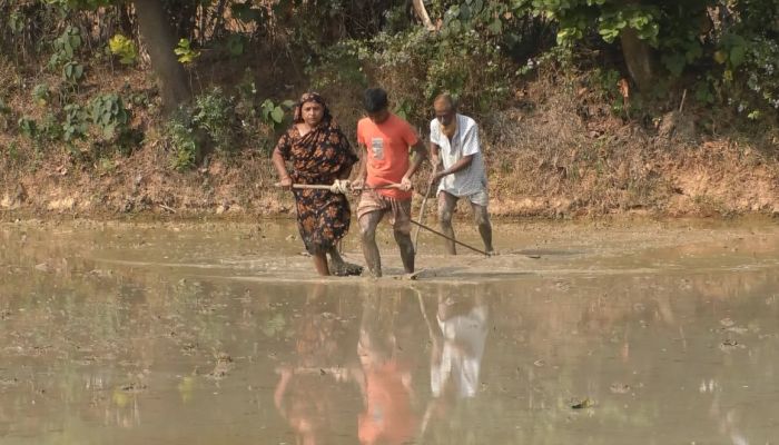 স্ত্রী সন্তানকে দিয়ে ক্ষেতে মই দিচ্ছেন কৃষক