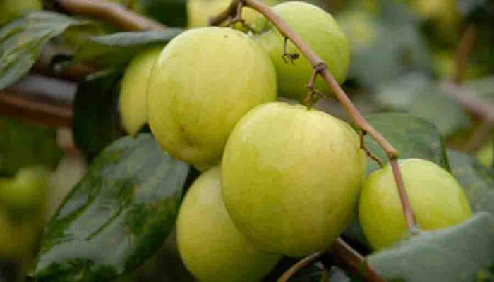 বরই চাষে ভাগ্য বদল