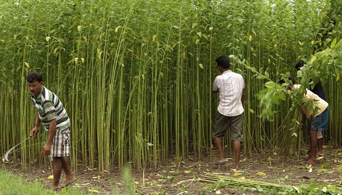 বাংলাদেশ থেকে আরো পাট চায় তুরস্ক