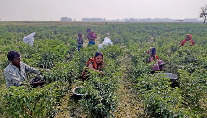 যমুনার চরে ফসলের বিপ্লব