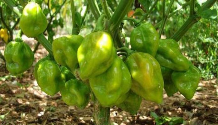 পিরোজপুরের বোম্বাই মরিচ যাচ্ছে জাপানে