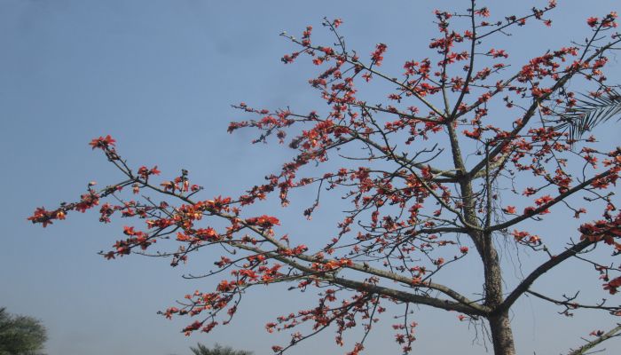 ঝিনাইদহে চোখ ধাঁধানো সৌন্দর্য শিমুল ফুল