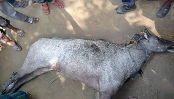 উদ্ধারের আগেই মারা গেলো নীলগাইটি