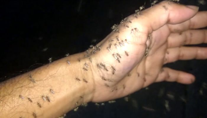 মশার উপদ্রব কমতে শুরু করেছে: তাপস