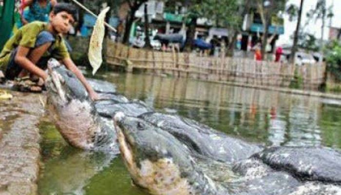শিশুর শরীর ছিঁড়ে খেলো কচ্ছপ