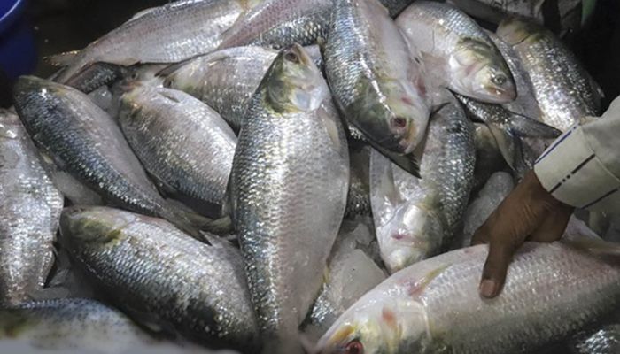 ইলিশের উৎপাদন দ্বিগুণ : সাধারণ মানুষের ক্রয়ক্ষমতার বাইরে
