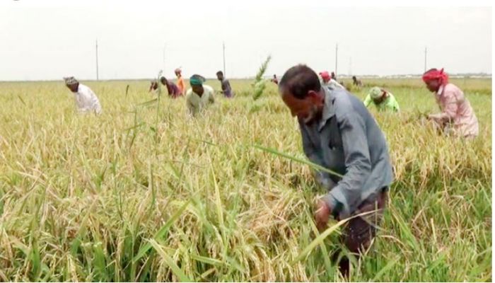 সময়মতো হাওরের ধানকাটা নিয়ে দুশ্চিন্তায় কৃষক