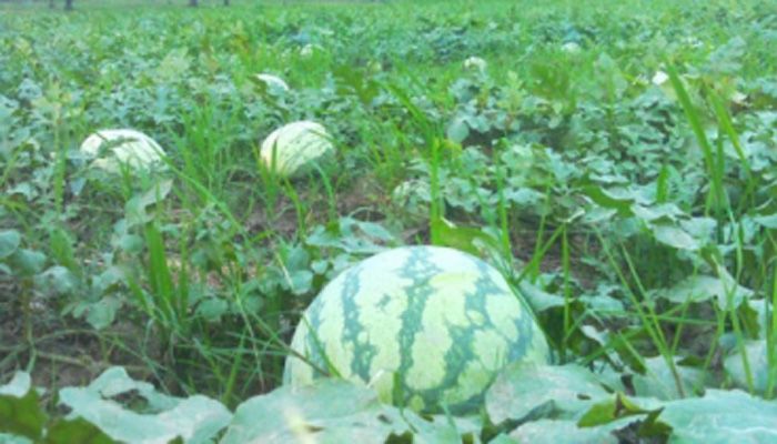গারো পাহাড়ে তরমুজের হাসি