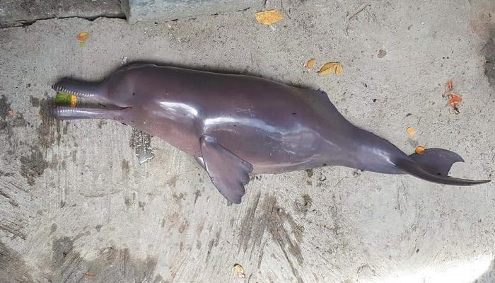 বাগেরহাটে জেলের জালে উঠলো মৃত ডলফিন