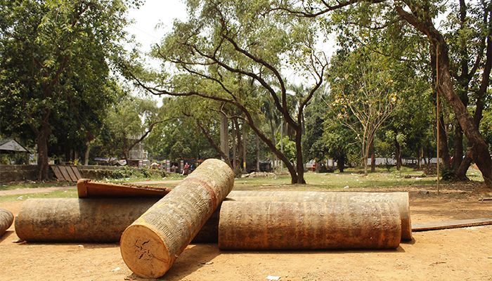  ইতিমধ্যে সোহরাওয়ার্দী উদ্যানের অনেকগুলো অর্ধশত বছর বয়সী গাছ কাটা হয়েছে। ছবি : স্টার মেইল