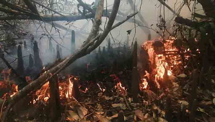 আগুনে পুড়ল সুন্দরবনে এক একর  