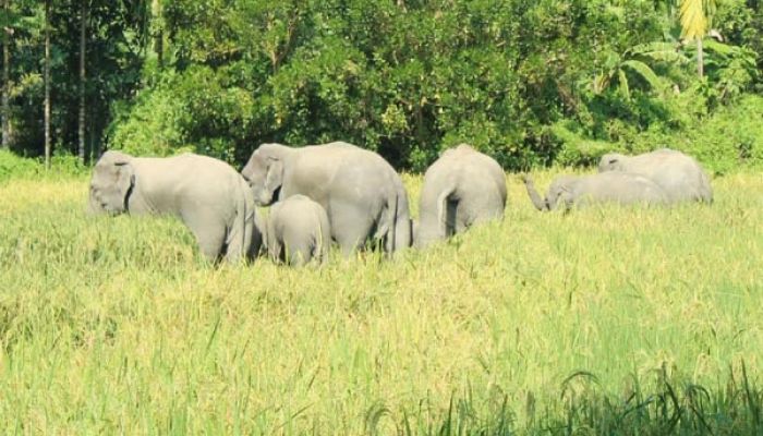 চট্টগ্রামে বন্য হাতির আক্রমণে কৃষকের মৃত্যু