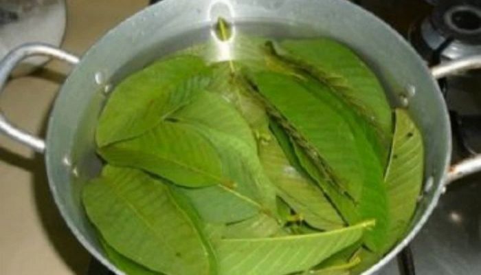 পেয়ারা পাতায় টাকের সমাধান 