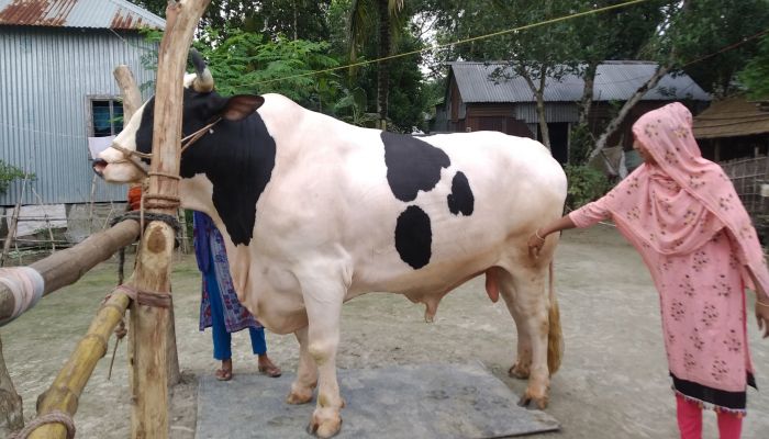 কোরবানির হাটে আসছে হিরো আলম 
