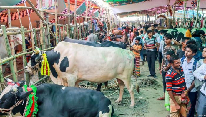 স্বাস্থ্যবিধি মেনে সারাদেশে বসবে কোরবানির হাট