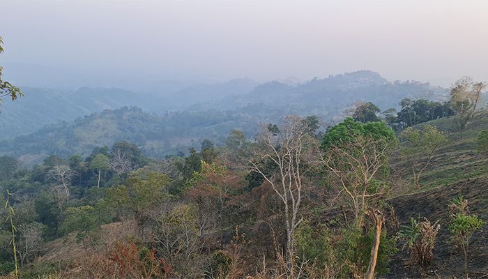 সাড়ে ৫ হাজার একর বনভূমি উদ্ধার ১১ মাসে