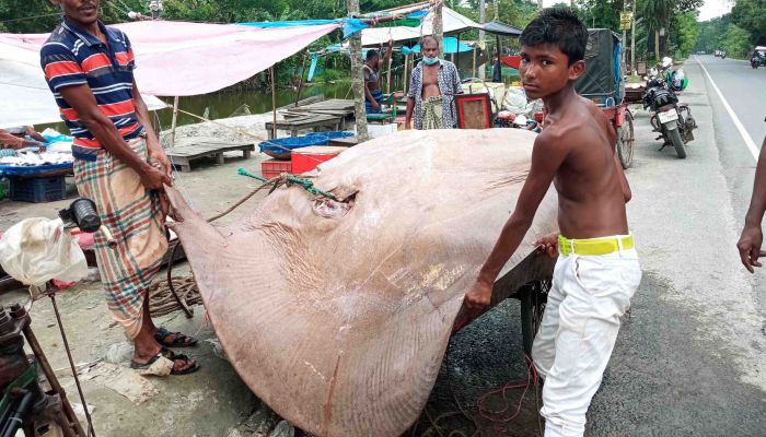 বাগেরহাটে ধরা পড়ল ১০ মণের শাপলাপাতা মাছ