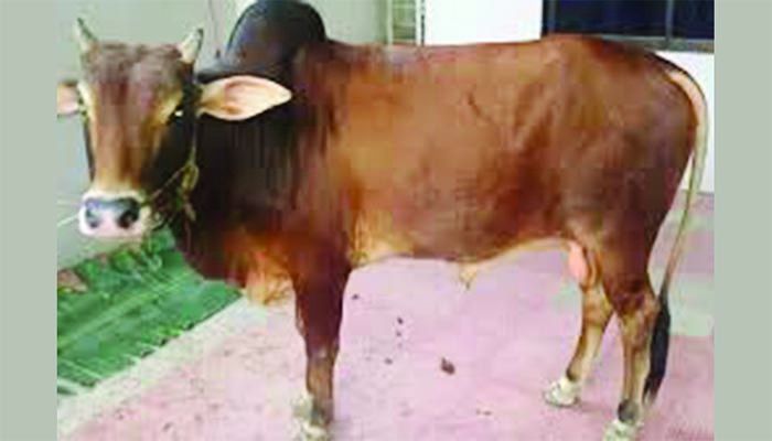 রাঙামাটিতে গবাদিপশুর সংখ্যা বেড়েছে