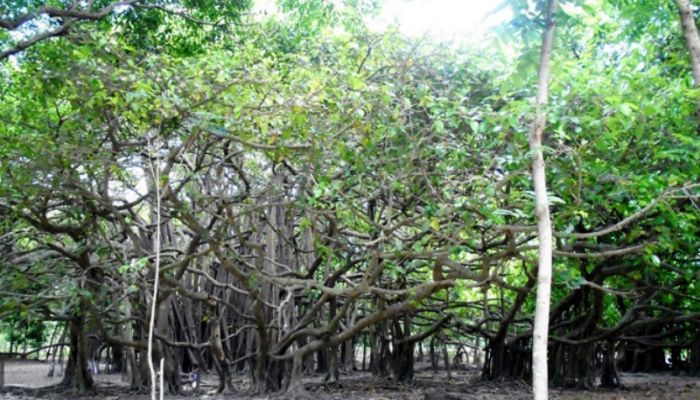 ৪০০ বছর বয়সী বনবিবির বটগাছ