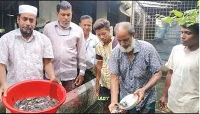 মিঠাপানিতে নোনা ট্যাংরার বাণিজ্যিক চাষ