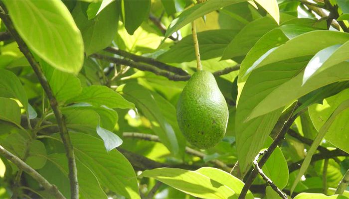 মাগুরায় চাষ হচ্ছে অ্যাভোকাডো ফল