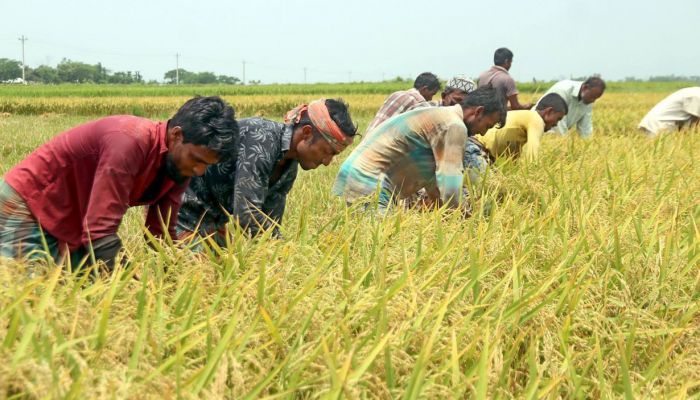 স্বল্পসুদে তিন হাজার কোটি টাকা পাবে কৃষক