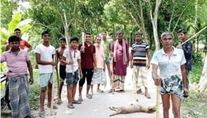 নাটোরে বন্যপ্রাণী হত্যা করে জনপ্রতিনিধির উল্লাস