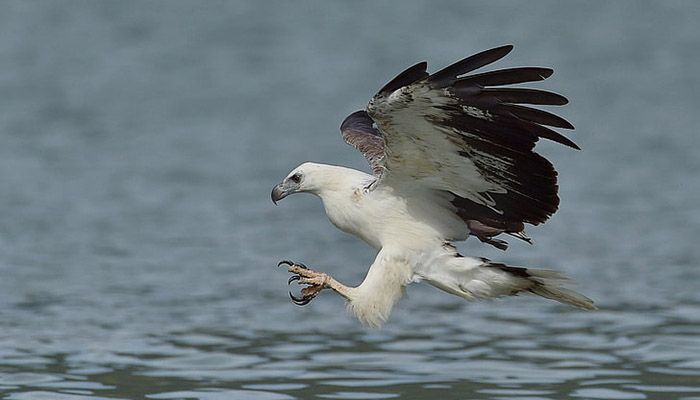 রাজকীয় সিন্ধু ঈগল