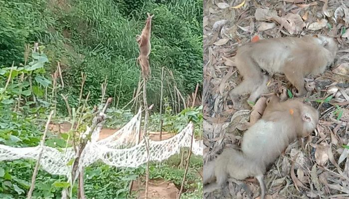 কক্সবাজারে বিষ দিয়ে বানর হত্যা