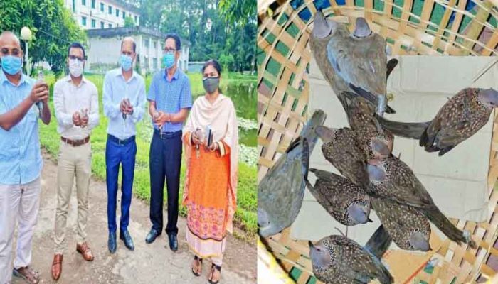 সুবর্ণচরে ১০টি ঘুঘু পাখি অবমুক্ত করল উপজেলা প্রশাসন