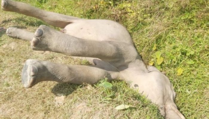 কক্সবাজারে বন্যহাতির মৃত্যু 