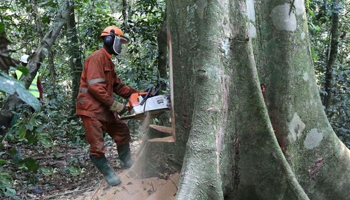 ২০৩০ সালের মধ্যে বন উজাড় বন্ধের প্রতিশ্রুতি বিশ্বনেতাদের