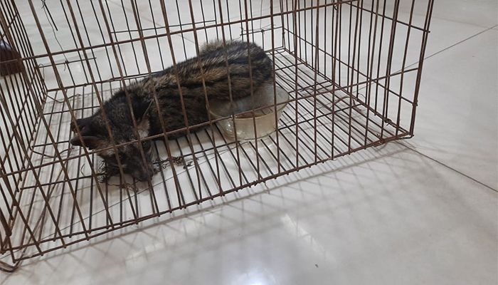 কুড়িগ্রামে বিলুপ্ত প্রজাতির গন্ধগোকুল উদ্ধার