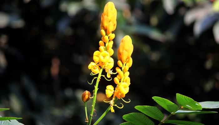 আবর্জনায় জন্ম নেয় গুণে ভরা ‘দাদমর্দন’