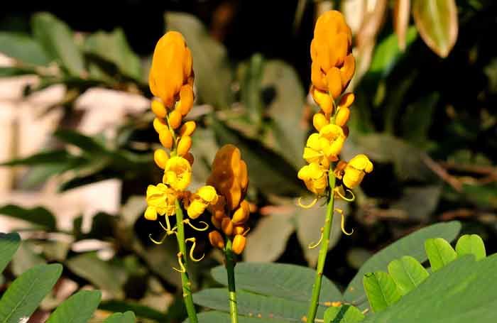 আবর্জনায় জন্ম নেয় গুণে ভরা ‘দাদমর্দন’