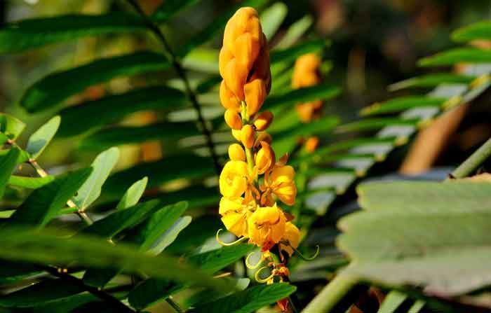আবর্জনায় জন্ম নেয় গুণে ভরা ‘দাদমর্দন’