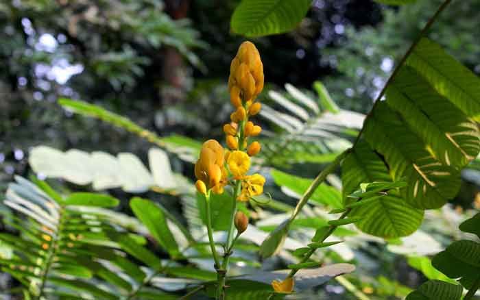আবর্জনায় জন্ম নেয় গুণে ভরা ‘দাদমর্দন’