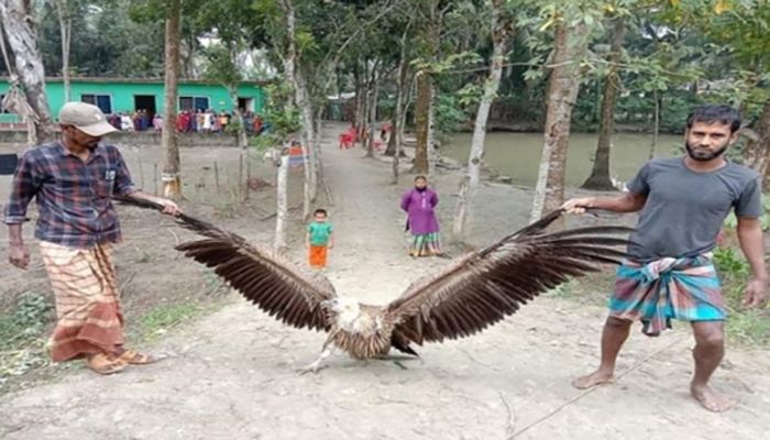 বিরল প্রজাতির শকুন উদ্ধার