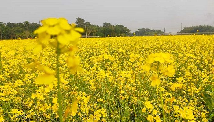 মাদারীপুরে ১৩ হাজার ৩৭৫ হেক্টর জমিতে সরিষা চাষ 