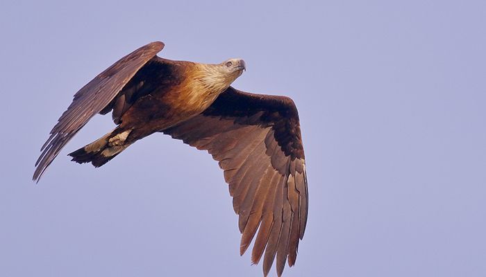 পালাসি-কুরা ঈগল