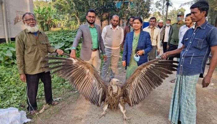 নোয়াখালীতে বিলুপ্ত প্রজাতির শকুন অবমুক্ত