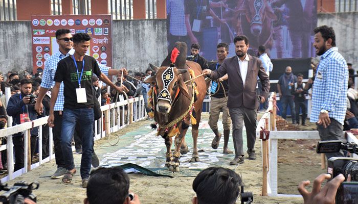 চট্টগ্রামে গরুর ফ্যাশন শো