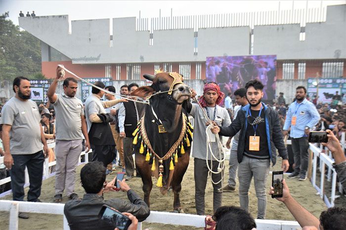 চট্টগ্রামে গরুর ফ্যাশন শো