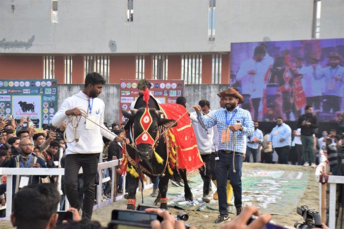 চট্টগ্রামে গরুর ফ্যাশন শো