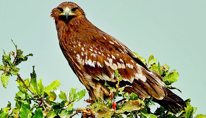 বড় গুটিঈগল