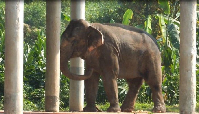 সাফারি পার্কে হাতিসহ ৩ প্রাণীর মৃত্যু, কর্তৃপক্ষের তথ্য গোপন
